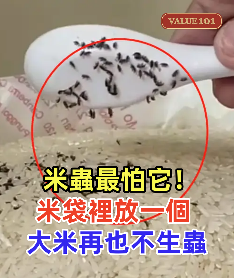 米蟲最怕它，米袋裡放一個，家裡大米再也不生蟲，好妙招趕緊學學