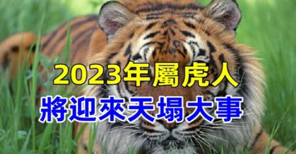 運勢好轉，2023年屬虎人將迎來天塌大事，事業上有巨大挑戰，渡過日子紅紅火火