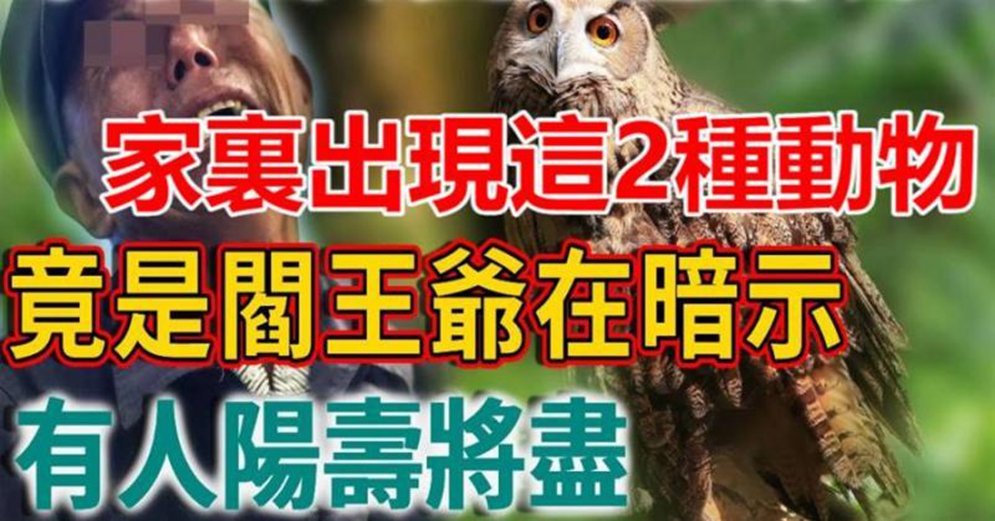 家裏出現這2種動物，竟是閻王爺在暗示，有人陽壽將盡，一定要小心了！