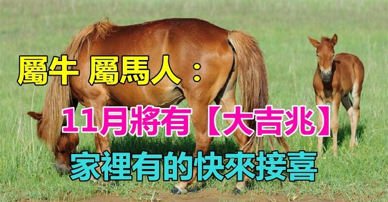 大喜臨頭！屬牛 屬馬人：「11月將有大吉兆」　家裡有的快來「接喜」全家都走好運