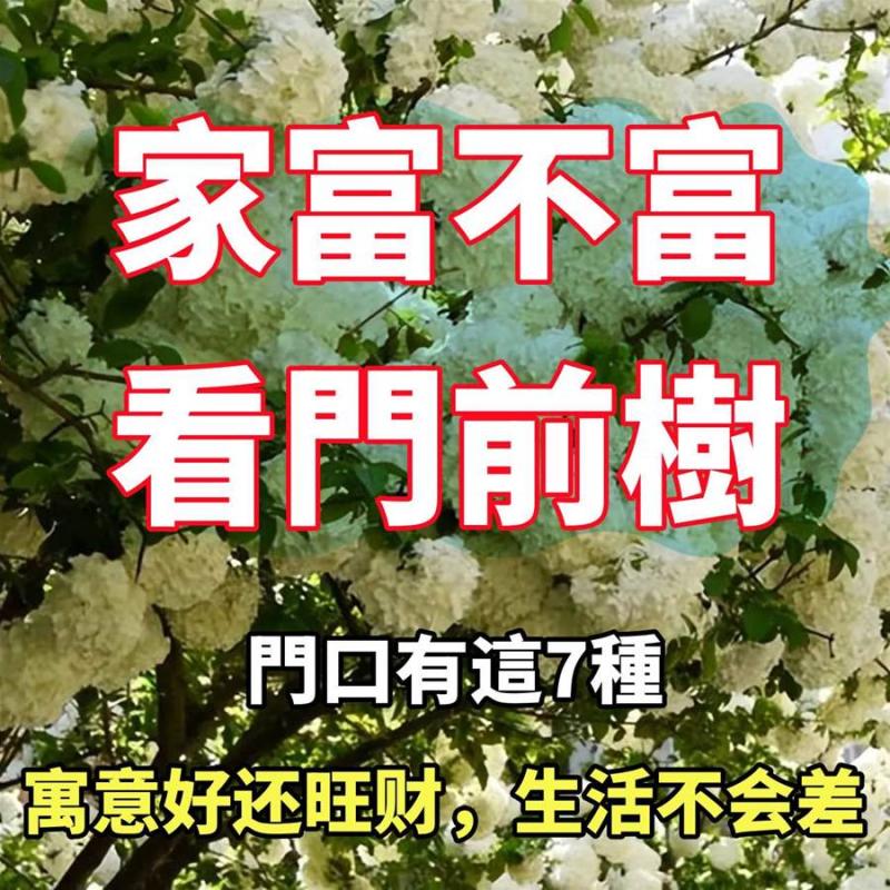 「富不富，門前樹」，7種樹種植起來，寓意好還旺財，生活不會差