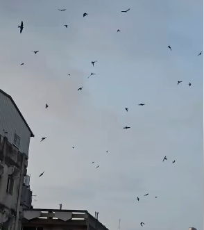 地震前預兆？嘉義百鳥「盤旋天空」亂飛　居民嚇壞「詭異畫面曝光」