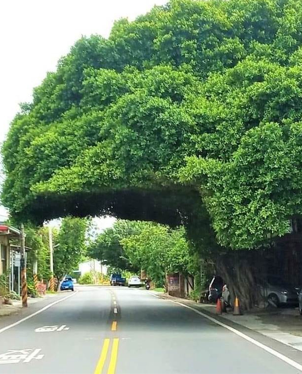 奇特街景！彰化路旁驚見「巨型安全帽樹」萬人朝聖　在地人揭密「不是人為修剪」：很多地方都有！