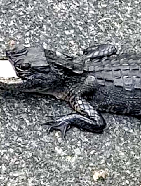 公園赫見「拖鞋臉小鱷魚」超怪異！牠上顎全不見「只剩下巴」...獸醫檢查卻愣：牠吃太胖欸