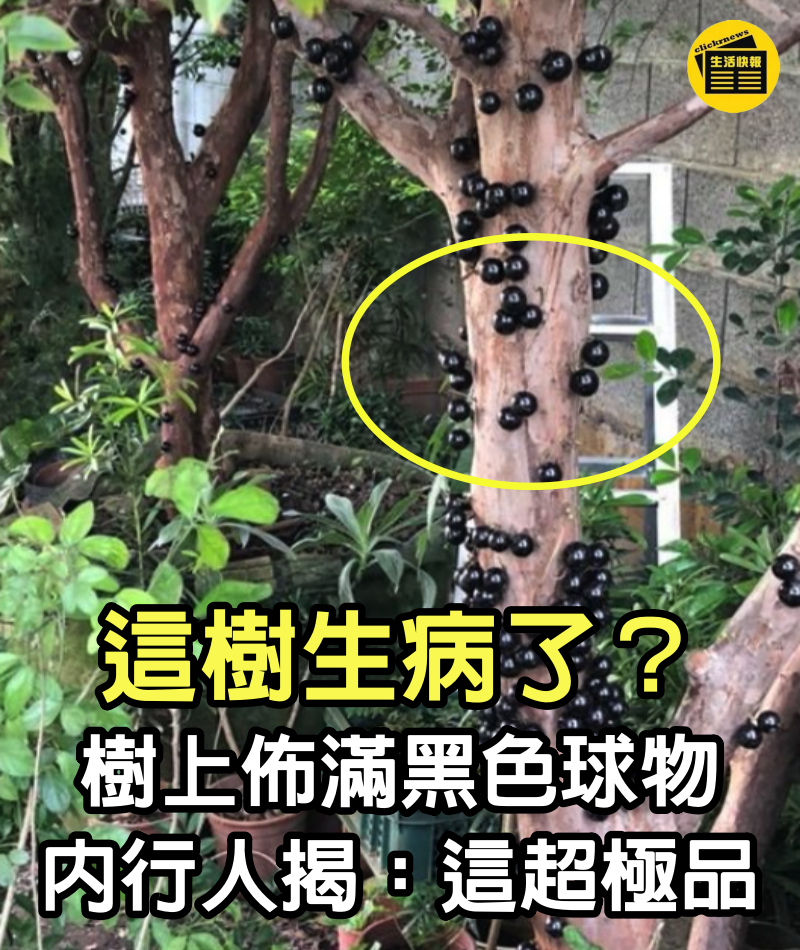 這樹生病了？他驚見「樹上佈滿黑色球物」模樣超詭異　嚇翻PO網「到底是什麼」內行人揭：這超極品