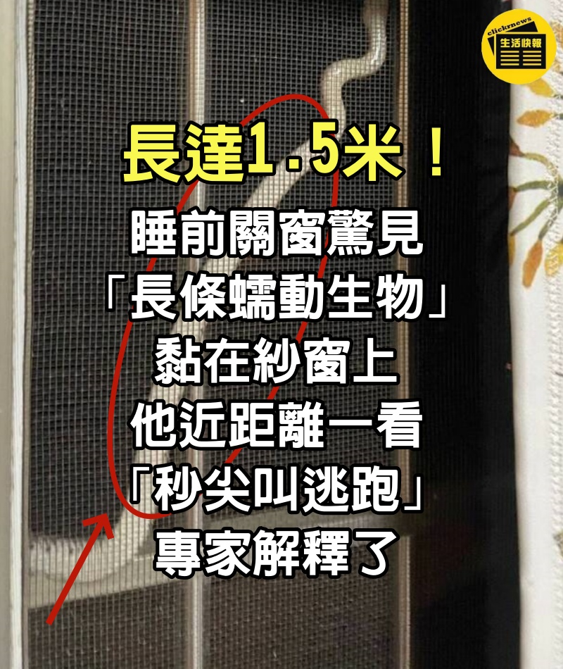 長達1.5米！睡前關窗驚見「長條蠕動生物」黏在紗窗上　他近距離一看「秒尖叫逃跑」專家解釋了