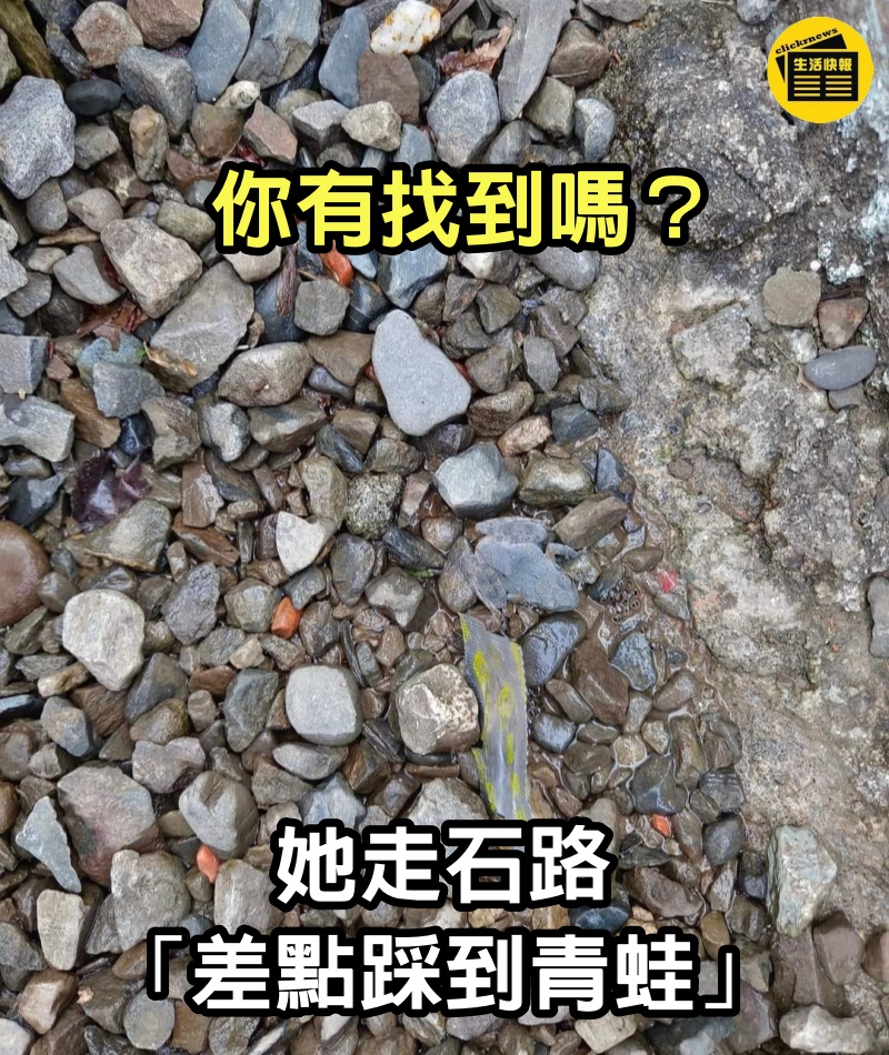 你有找到嗎？她走石路「差點踩到青蛙」PO照來找碴　網全投降「她紅筆一圈」恍然大悟：太明顯了吧