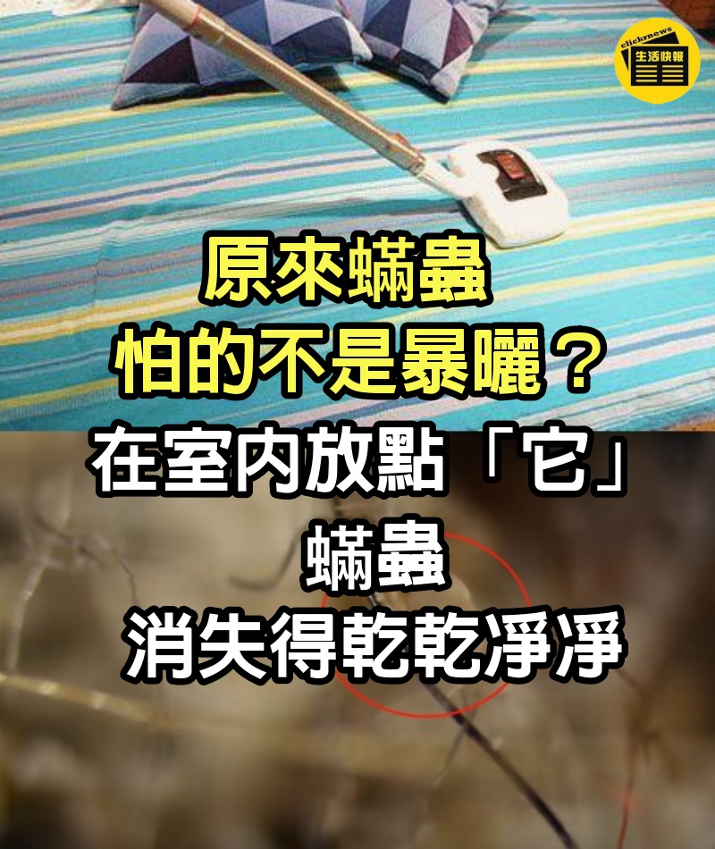 原來蟎蟲怕的不是「暴曬」？在室內放點「它」 蟎蟲消失得乾乾凈凈