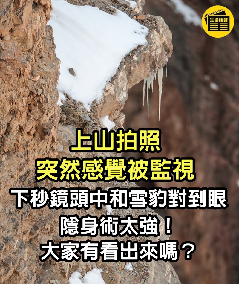 上山拍照突然「感覺被監視」...下秒鏡頭中「和雪豹對到眼」：隱身術太強！