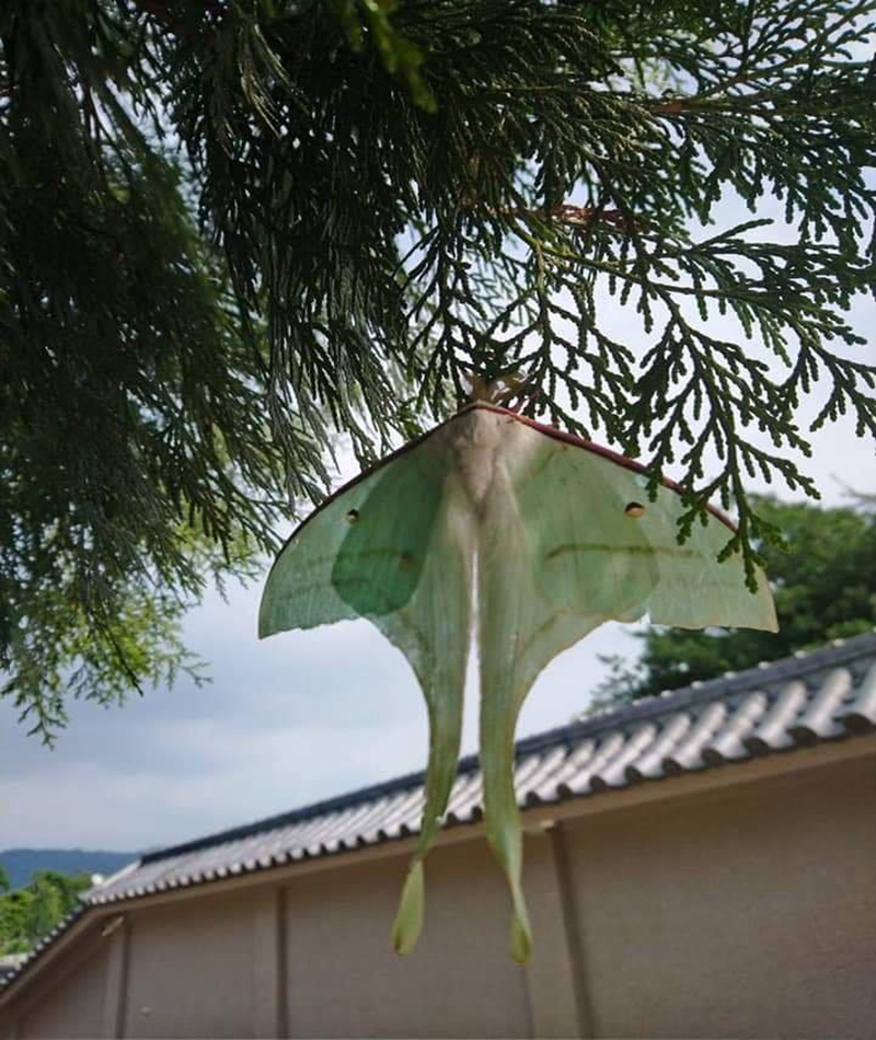 仙氣飄飄！他進山拜拜看到「樹上綁超大蝴蝶結」　湊近一看「忍不住驚喜尖叫」：超級稀有