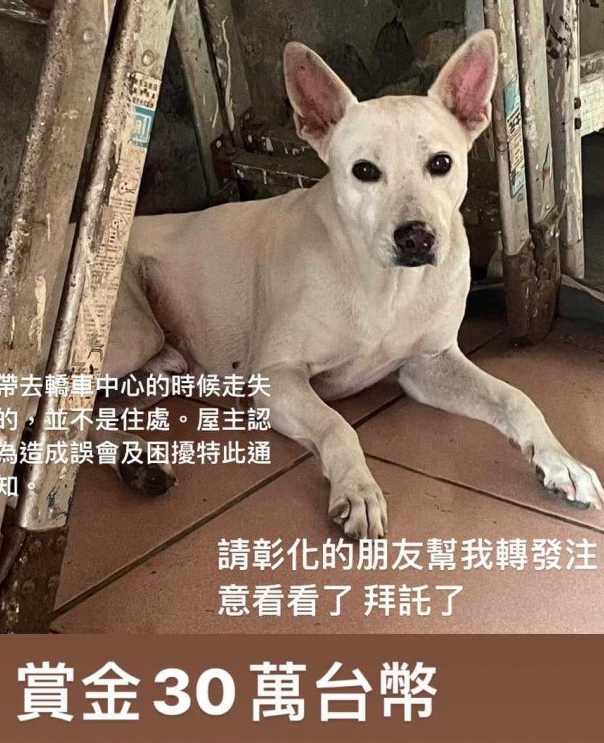 10歲愛犬走失「飼主懸賞30萬」！不到一天「成功尋回」飼主出聲了