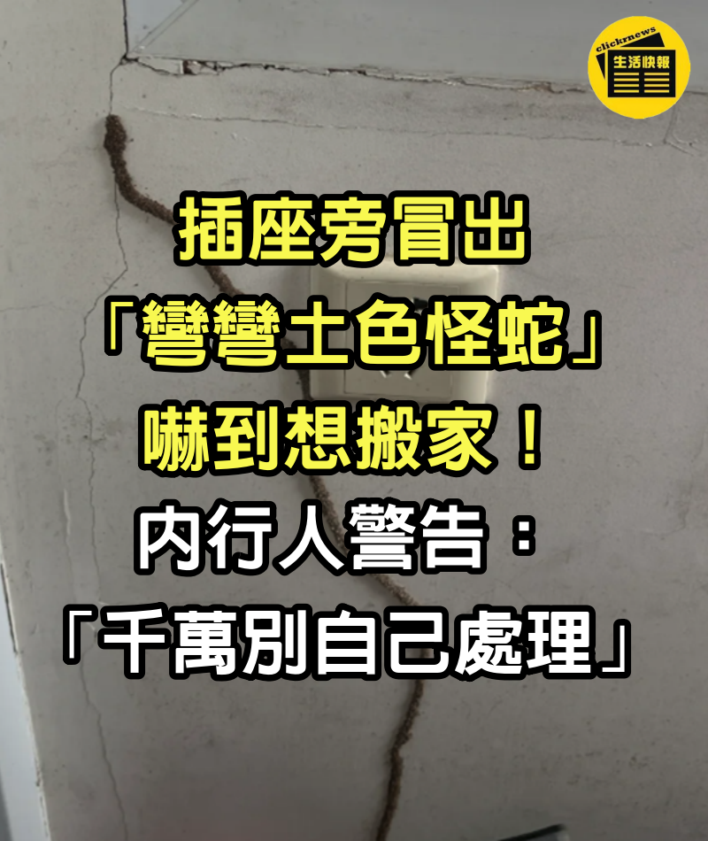 插座旁冒出「彎彎土色怪蛇」嚇到想搬家　內行人警告「千萬別自己處理」：整棟房子都報銷