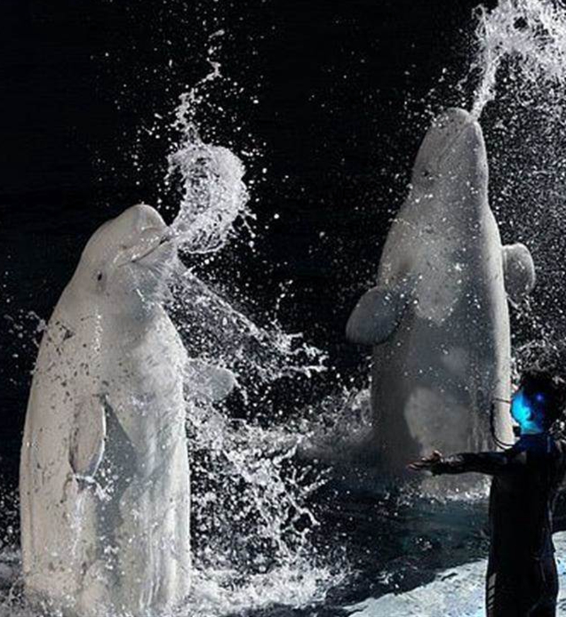 2頭白鯨「退休」了！為水族館工作10年后，小家伙「笑瞇瞇道別」好開心：終于可以回家啦~