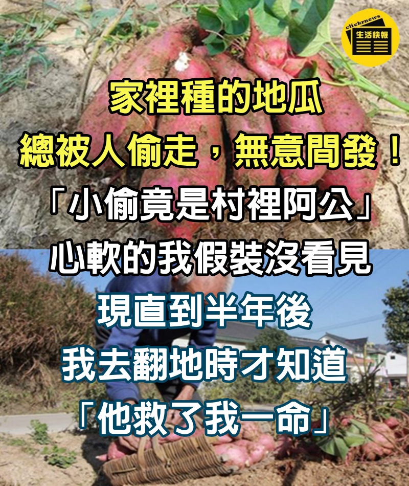 自家地瓜總被偷！無意間碰見偷瓜人是村裡阿公「主人假裝沒看見」　 半年後去翻地挖出了「救命錢」