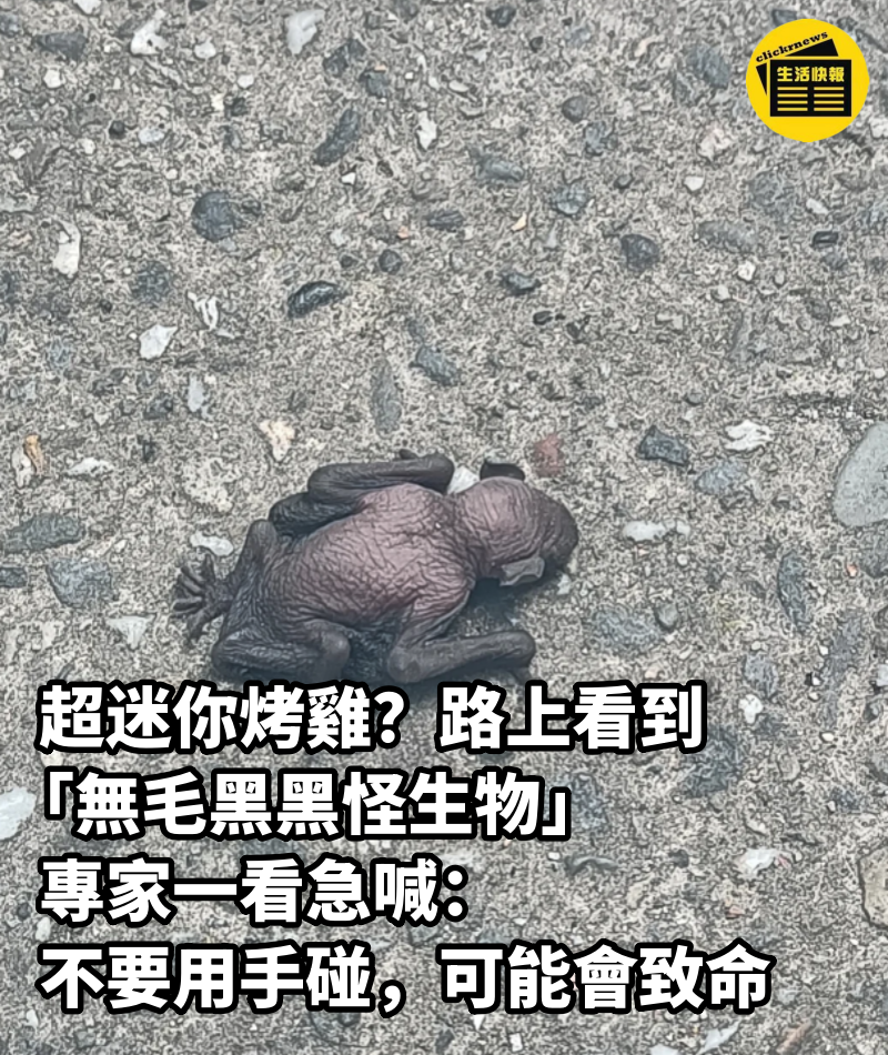 超迷你烤雞？路上看到「無毛黑黑怪生物」　專家一看急喊「不要用手碰」：可能會致命